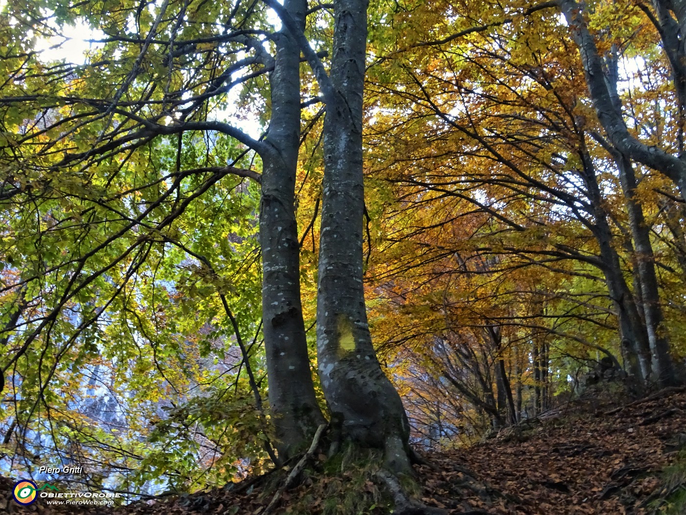 34 Faggi colorati d'autunno.JPG